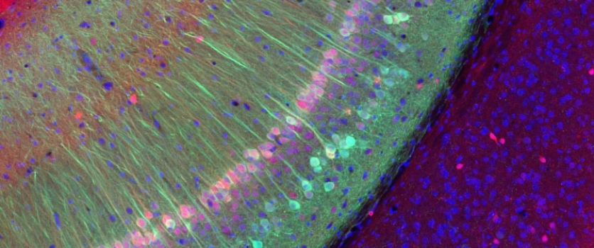 Scientists identify neurons devoted to social memory