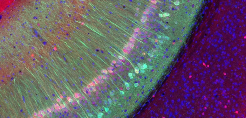 Scientists identify neurons devoted to social memory